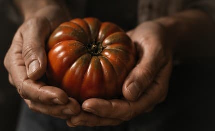 A ripe tomato held in cupped hands